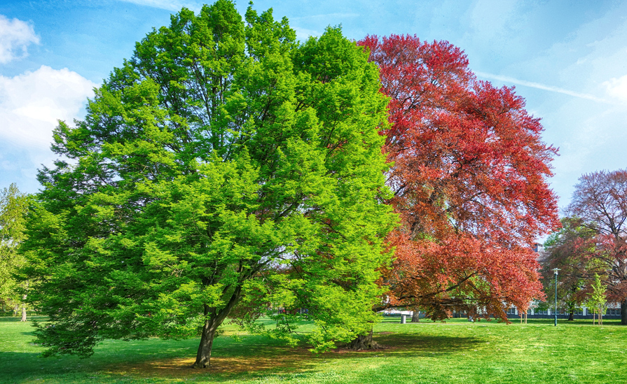 Baum